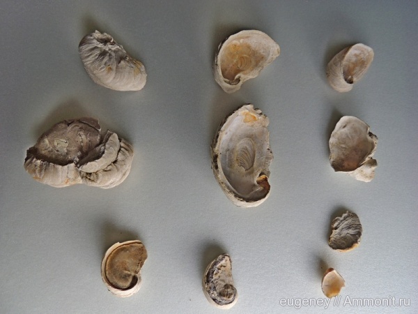окаменелости, палеоген, Fossils, Борщево