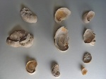 Раковины