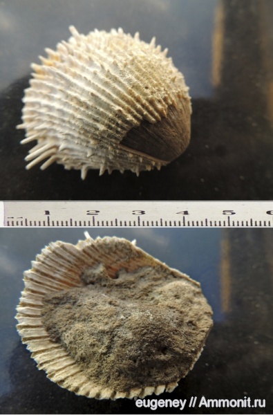 окаменелости, Fossils, Spondyloidea