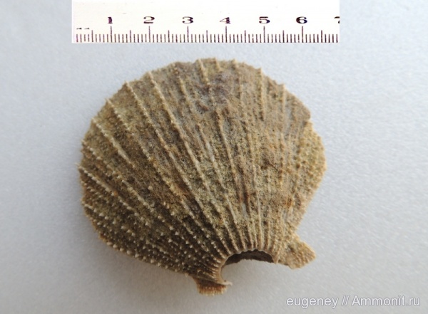 окаменелости, Fossils, Pectinidae, Борщево