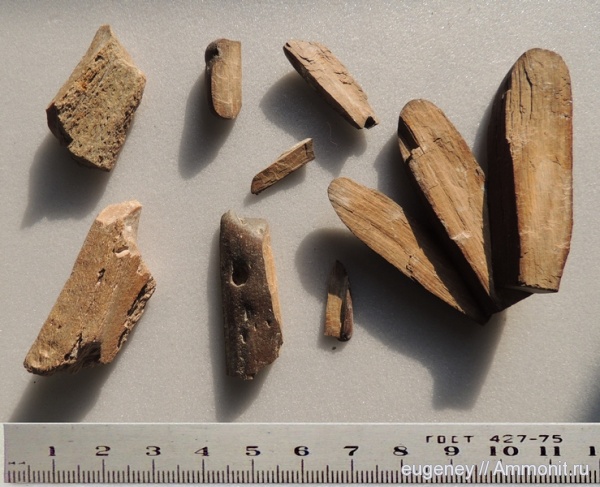 окаменелости, Fossils, Борщево