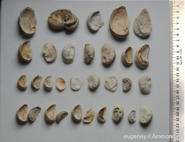 окаменелости, двустворки, Fossils, Amphidonta, Борщево