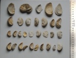 Двустворчатые моллюски. Amphidonta conica Двустворчатые моллюски. Amphidonta conica