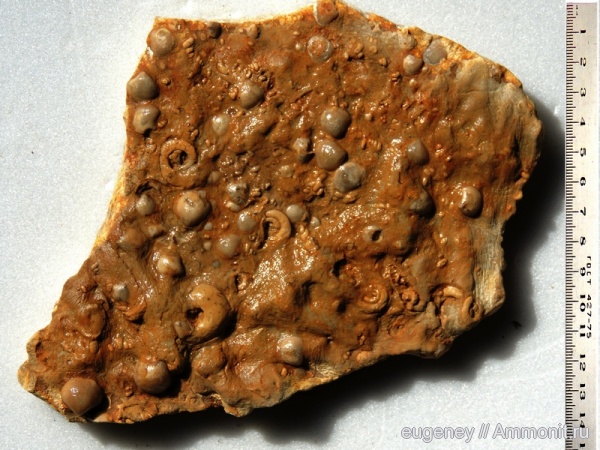 окаменелости, девон, Devonian, Fossils, Борщево