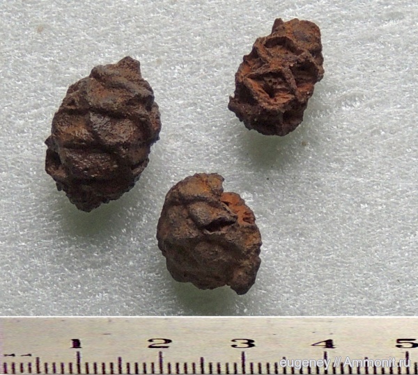 окаменелости, палеоген, шишки, Fossils, Борщево