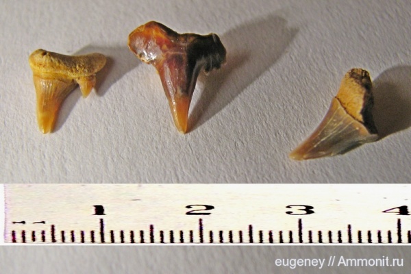 окаменелости, палеоген, рыбы, зубы, зубы акул, Fossils, Борщево, fish, teeth, shark teeth