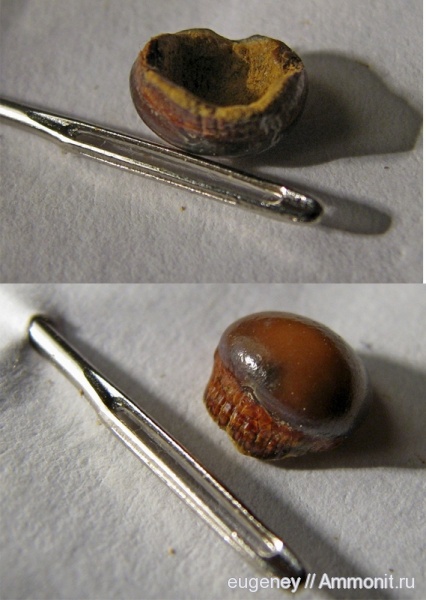 окаменелости, палеоген, зубы, Fossils, Pycnodontiformes, Борщево, teeth