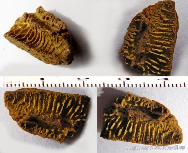 окаменелости, палеоген, Fossils, Борщево