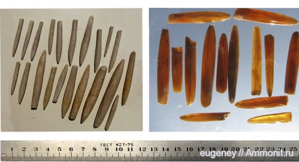 окаменелости, белемниты, Fossils, Борщево, belemnites