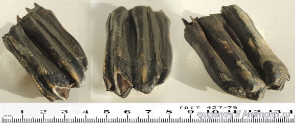 окаменелости, плейстоцен, Fossils