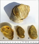 Amphidonta conica	( двустворчатые моллюски.)