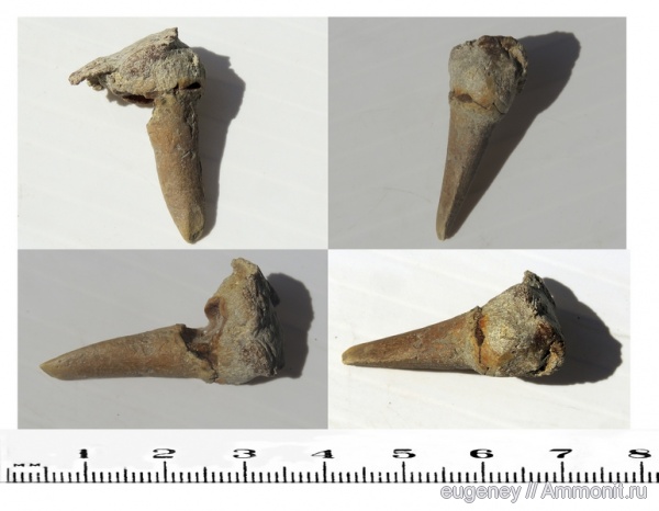 окаменелости, мел, мезозой, нижний мел, Fossils, Enchodus, Cretaceous, Lower Cretaceous, Зуб костной рыбы
