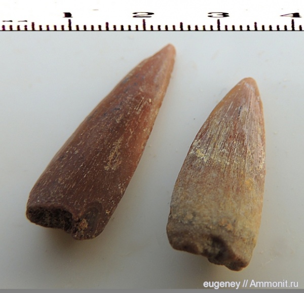 окаменелости, мел, мезозой, нижний мел, Fossils, Cretaceous, Lower Cretaceous, Зуб костной рыбы
