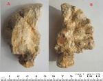 Фрагмент губки Coeloptychium agaricoides