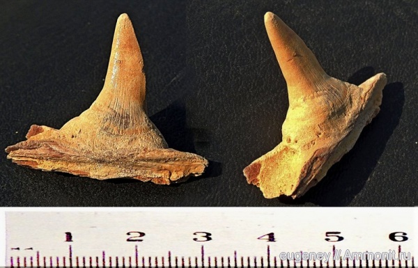 окаменелости, мел, мезозой, нижний мел, Fossils, Enchodus, Cretaceous, Lower Cretaceous, Зуб костной рыбы