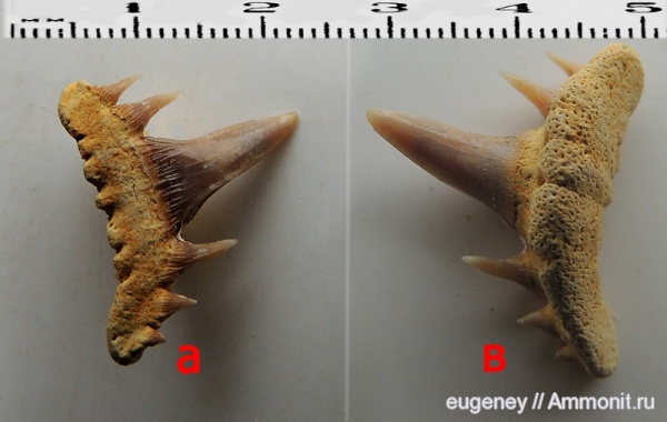окаменелости, палеоген, зубы акул, Paraorthacodus
