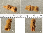 Серпулы(Serpulidae)