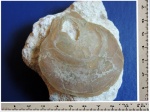 Створка, двустворчатый моллюск, Entolium sp