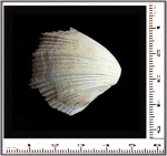 Neithea quinquecostata