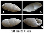 Раковина трезубца Chondrula