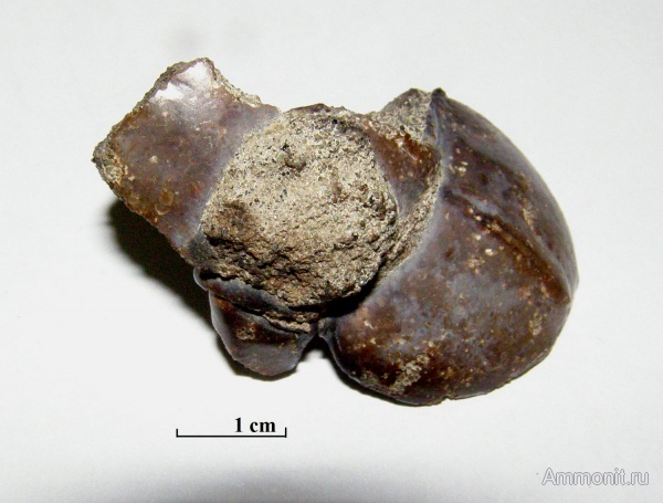 эоцен, ракообразные, Малинский карьер, Stomatopoda