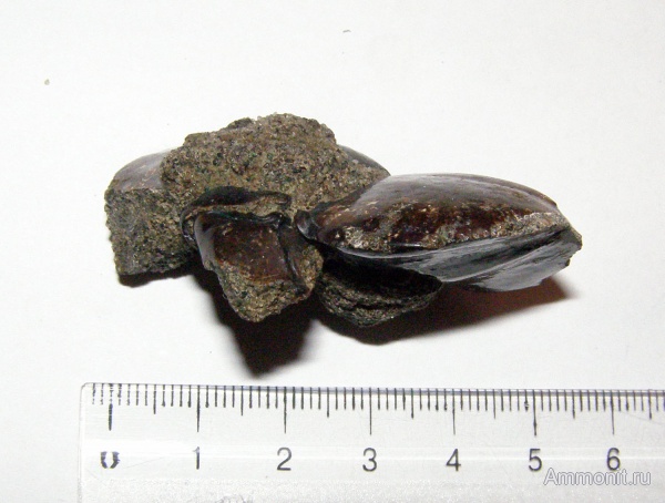 эоцен, ракообразные, Малинский карьер, Stomatopoda