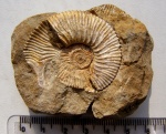 Kepplerites sp.