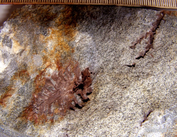 мел, Флора, шишки, Канев, Cretaceous