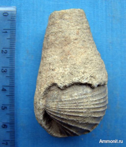 мел, двустворки, ихнофоссилии, Pholadomya, Канев, Gastrochaenolites, Cretaceous