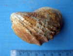 Pholadomya sp.