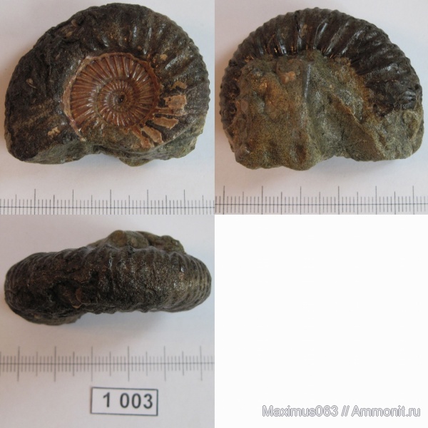 аммониты, моллюски, головоногие моллюски, беспозвоночные, Epivirgatites nikitini, Ammonites, Сызрань, Заводское обнажение