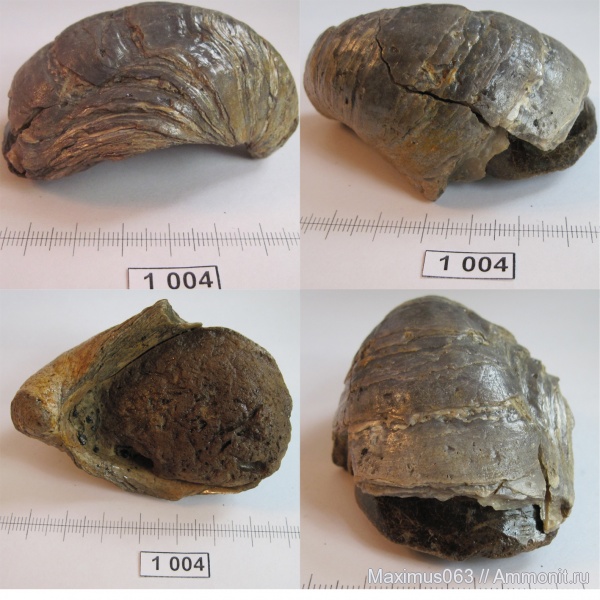 двустворки, Gryphaea alligata