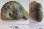 Аммонит Craspedites parakaschpuricus