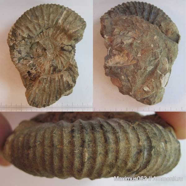 аммониты, юра, головоногие моллюски, мезозой, Epivirgatites, Ammonites, Jurassic