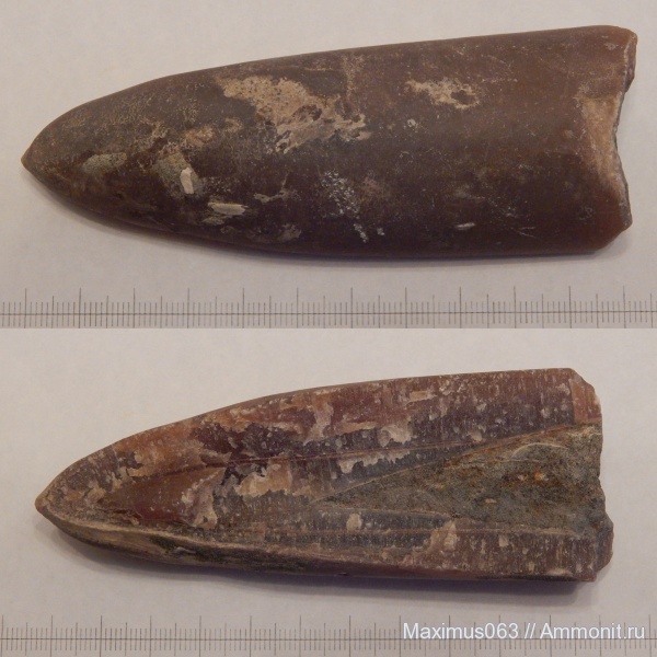 белемниты, юра, мезозой, Сызрань, Jurassic, belemnites