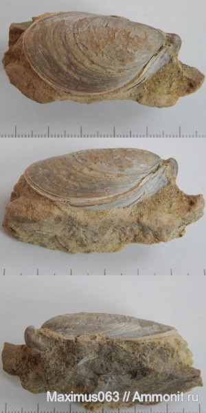 юра, мезозой, двустворчатые моллюски, Buchia, Сызрань, Jurassic