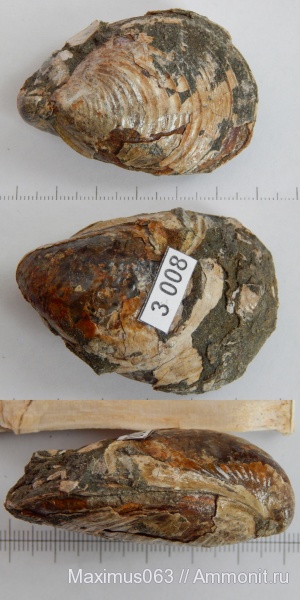 юра, мезозой, двустворчатые моллюски, Buchia, Сызрань, Jurassic