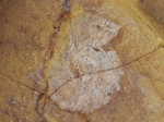 Zaraiskites densecostatus