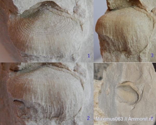брахиоподы, карбон, пермь, Reticulatia, Permian