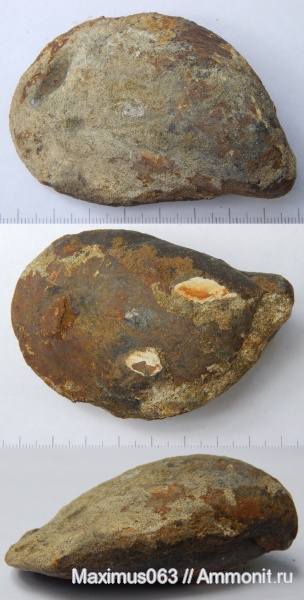 двустворки, мезозой, двустворчатые моллюски, Buchia