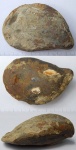 Ядро большой Buchia