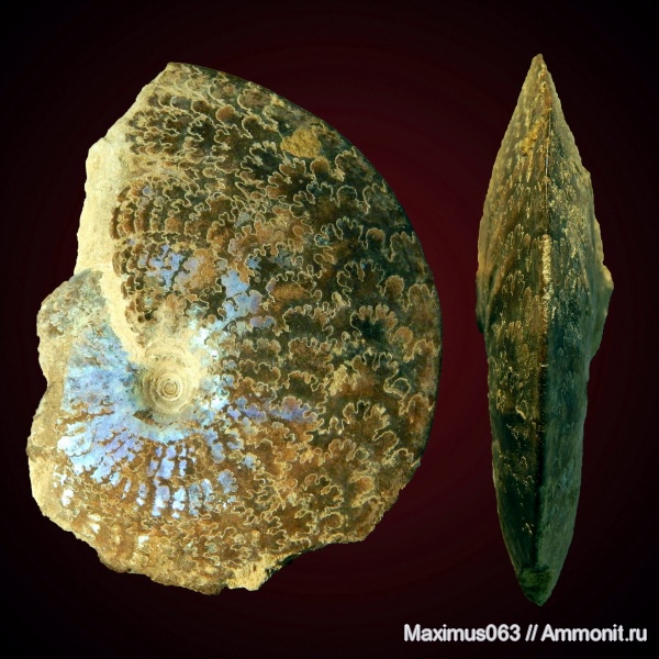юра, мезозой, Garniericeras, Jurassic