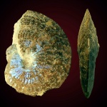 Garniericeras