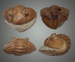 Трилобит Asaphus.