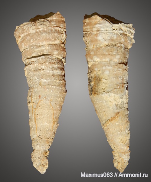 пермь, кораллы, Rugosa