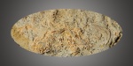 Полихеты Glomerula.