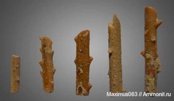 морские ежи, юра, мезозой, Rhabdocidaris, Rhabdocidaris spinigera, Rhabdocidaris spathulata