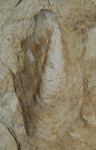 Ядро двустворки Modiolus sp.