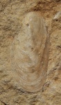 Двустворка Modiolus sp. с сохранившейся раковиной.