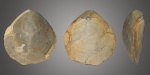 Брахиопода Rouillieria